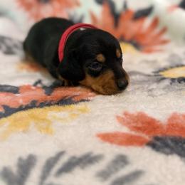 Aurora - Black and tan female Dachshund puppy in Hope, Arkansas from JK Kennel