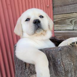 Labrador Retriever Puppies from Logan Acre Labradors