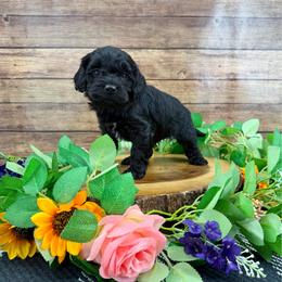 Drake - Black male Cavapoo puppy in Beresford, South Dakota from DAKOTA DOOD RANCH