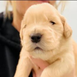 Midge - Golden female Golden Retriever puppy in Saint Pauls, North Carolina from Copperfield’s Goldens