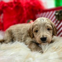 Thunder, Blue Collar - Apricot male Goldendoodle puppy in Eugene, Oregon from Oregon's Legendary Goldendoodles