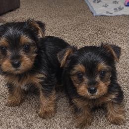 Boy 1 - Black and tan male Yorkshire Terrier puppy in Salem, Oregon from PNW Dynasty Poms