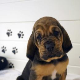 Bloodhounds from M&M Bloodhounds