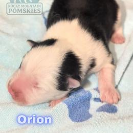 Orion - Black and white male Pomsky puppy in Kittredge, Colorado from Rocky Mountain Pomskies