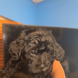 Dior - Black female Yorkipoo puppy in Plantation, Florida from Racquel Smith