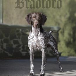 German Shorthaired Pointer All Grown Up from Windward German Shorthaired Pointers