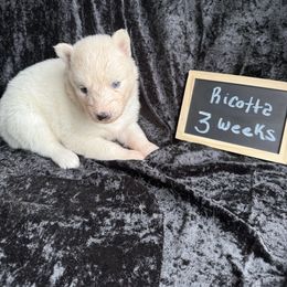 Ricotta - White female Siberian Husky puppy in Southampton, New Jersey from First Frost Kennels