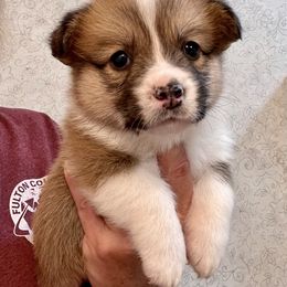 Pembroke Welsh Corgi Puppies from Stacy’s Pembroke Welsh Corgis