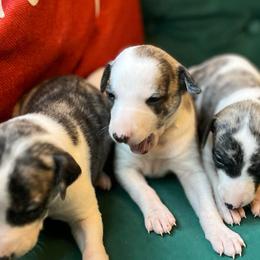 Edelweis - White and red brindle female Whippet puppy in Clinton, Tennessee from Ivanhoe Borzoi
