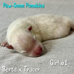 Girl 1 - White female Pomsky puppy in Krum, Texas from Paw-Some Pomskies