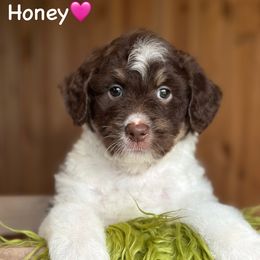 Honey - Red tri-color female Aussiedoodle puppy in Lancaster, Minnesota from Finney Ranch