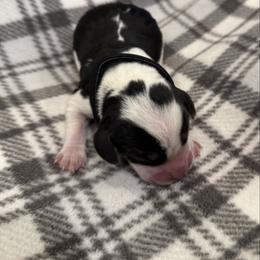 Black Collar - Black white and tan male Beagle puppy in Princeton, Minnesota from Thor’s Beagles & Maha’s Staffy
