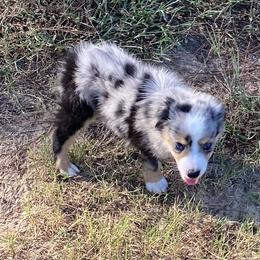 Boy 6 - Miniature Australian Shepherd puppy in Paris, Texas from Kuttin’ Up Mini Aussies