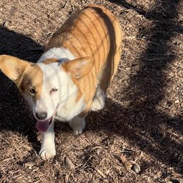 American Corgi, Pembroke Welsh Corgi, and Toy Australian Shepherd Puppies from King of Hearts Corgis