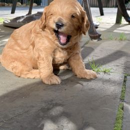 Cavachon, Cavalier King Charles Spaniel, and Cavapoo Puppies from Comfort Cavs