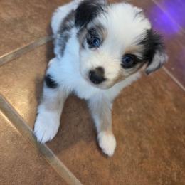 Willow - Blue merle female Miniature Australian Shepherd puppy in Las Vegas, Nevada from Marii's Aussies
