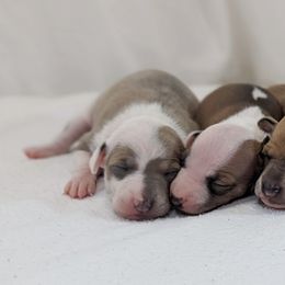 Italian Greyhound Puppies from Alura Italian Greyhounds