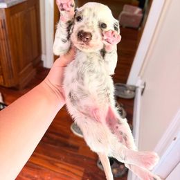 Benjamin - White and liver brown male Dalmatian puppy in Kentucky from A’s Spots & Dots Dalmatians