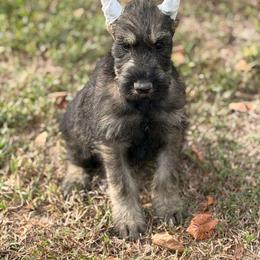 PS Boy 2 - Pepper and salt male Giant Schnauzer puppy in Bois D’arc, Missouri from Down Low Kennels