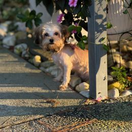 Morkie puppies from Our Yorkie and Morkie Puppies of Summerville, South Carolina.