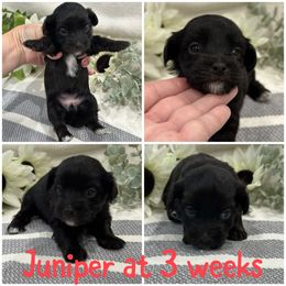 Juniper - Black female Havanese puppy in Manteca, California from Once Upon A Havanese