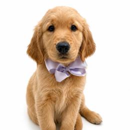 Lucy - Dark golden female Golden Retriever puppy in Chicago, Illinois from Urbane Retrievers