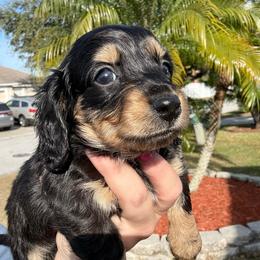 Boy 2 - Black and cream male Dachshund puppy in Winter Haven, Florida from Davidson's Dachshunds