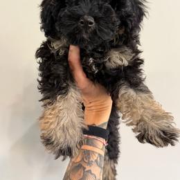 Latte - Phantom female Goldendoodle puppy in Horseshoe Bend, Idaho from Over the Moon Poodles and Doodles