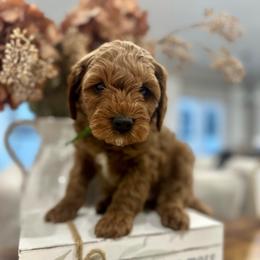 Green - Red male Cavapoo puppy in Ephrata, Washington from Gingers Cavapoo’s