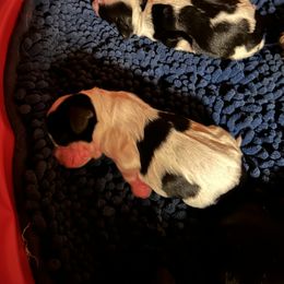 Cocker Spaniel and Saint Bernard Puppies from Hirt House Saints