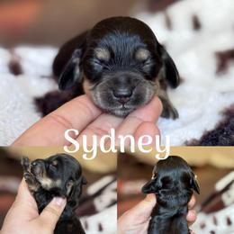 Sydney - Black and cream female Dachshund puppy in Hornbeck, Louisiana from A&Z Mini Dachshunds