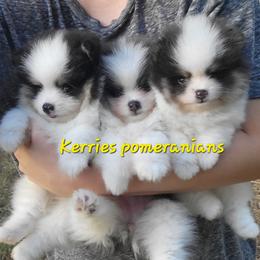 Pomeranian Puppies from Kerrie’s Pomeranian