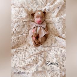 Russet - Apricot male Goldendoodle puppy in Cold Spring, Minnesota from A.N.A. Doodles
