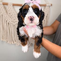 Ember - Tri-color female Bernedoodle puppy in Norcross, Georgia from Teddy Puppies