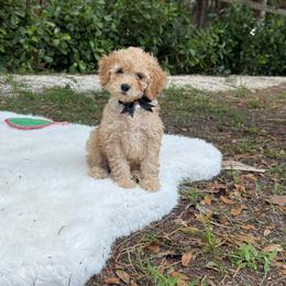 Toby - Cream male Poodle puppy in Naples, Florida from Puppies Forever 💙❤️🐶