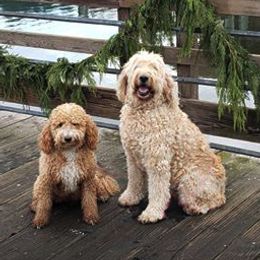 Goldendoodles from Peninsula Doodles
