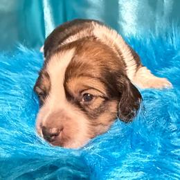 July - Cream male Dachshund puppy in Somerset, Pennsylvania from Rae’s Dapper Dachshunds