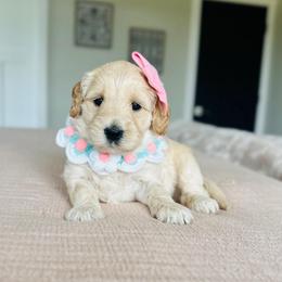 Bo peep - Cream female Goldendoodle puppy in Sterling, Illinois from Charley's Goldendoodles