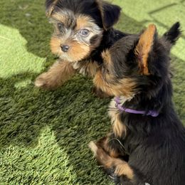 Biewer Terrier, Cavapoo, Cockapoo, Goldendoodle, Poodle, and Yorkshire Terrier Puppies from Pucci Pawfect