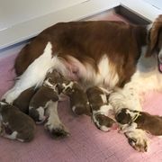 Welsh Springer Spaniel Puppies from KayCee’s Welsh Springer Spainels