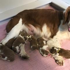 Welsh Springer Spaniel Puppies from KayCee’s Welsh Springer Spainels