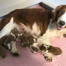 Welsh Springer Spaniel Puppies from KayCee’s Welsh Springer Spainels