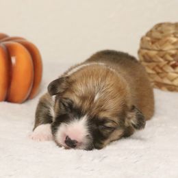Cinnamon (Fluffy) - Sable and white female American Corgi puppy in Fayetteville, Arkansas from Intergalactic Corgis