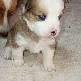 Carlos - Red merle male Toy Australian Shepherd puppy in Humansville, Missouri from Tater Tot aussies