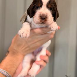 Happy - Liver and white female English Springer Spaniel puppy in Brownsville, Texas from South Texas Springers