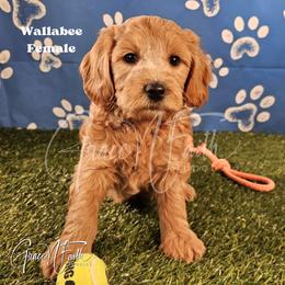 Wallabee - Red  female Goldendoodle puppy in Peyton, Colorado from Grace N Faith Doodles