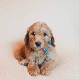Arrow - Red  male Goldendoodle puppy in Georgia from Mother of Golden Doodles