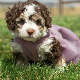 Hershey 3500 - female Australian Mountain Doodle puppy in Cortez, Colorado from Sassy Pants Pups