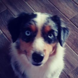 Summer - Australian Shepherd