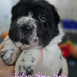 Pugsley - White male Chinese Shar-Pei puppy in Tucson, Arizona from Joplin's Hippo House